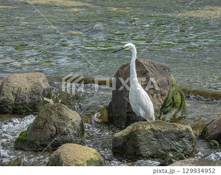 シラサギ（コサギ）　枚方市天野川 129934952
