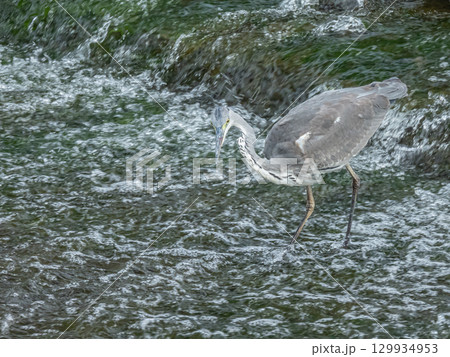 アオサギ　枚方市天野川 129934953
