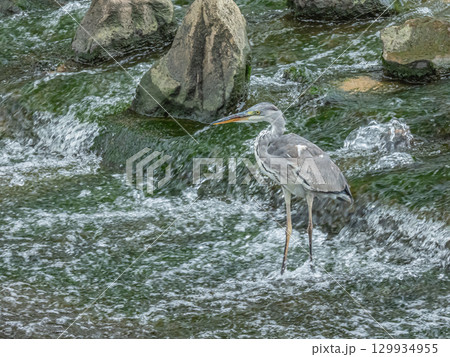 アオサギ　枚方市天野川 129934955