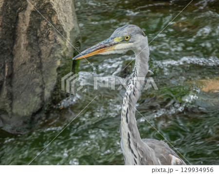 アオサギ　枚方市天野川 129934956