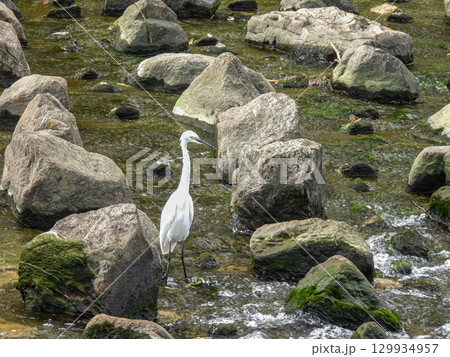 シラサギ(コサギ) 枚方市天野川 シラサギ(コサギ) 枚方市天野川 129934957
