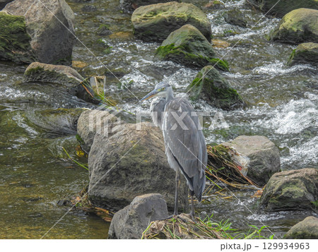アオサギ　枚方市天野川 129934963