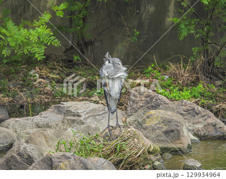 岩の上で羽繕いするアオサギ　枚方市天野川 129934964