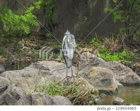 岩の上で羽繕いするアオサギ 枚方市天野川 岩の上で羽繕いするアオサギ 枚方市天野川 129934965