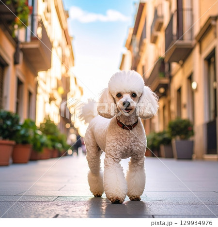 街中を元気に歩く白いプードルの笑顔 街中を元気に歩く白いプードルの笑顔 129934976