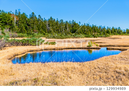 岩手・八幡平 草紅葉の黒谷地湿原 129934989