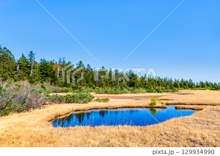 岩手・八幡平 草紅葉の黒谷地湿原 129934990