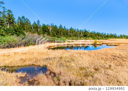 岩手・八幡平 草紅葉の黒谷地湿原 129934991