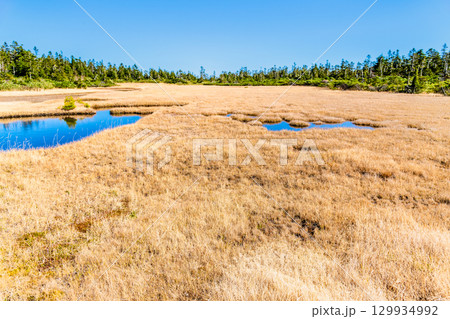 岩手・八幡平 草紅葉の黒谷地湿原 129934992