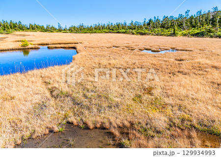 岩手・八幡平 草紅葉の黒谷地湿原 129934993