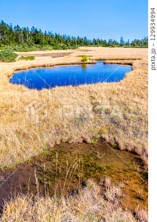 岩手・八幡平 草紅葉の黒谷地湿原 129934994