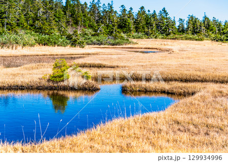 岩手・八幡平 草紅葉の黒谷地湿原 129934996