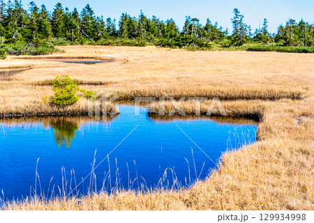 岩手・八幡平 草紅葉の黒谷地湿原 129934998