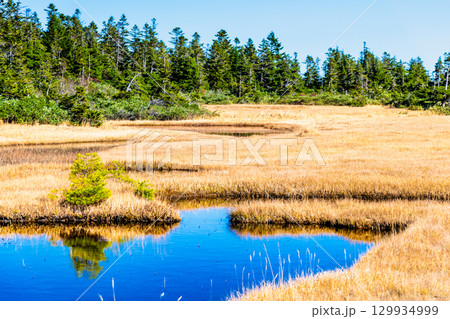 岩手・八幡平 草紅葉の黒谷地湿原 129934999