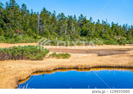 岩手・八幡平 草紅葉の黒谷地湿原 岩手・八幡平 草紅葉の黒谷地湿原 129935000