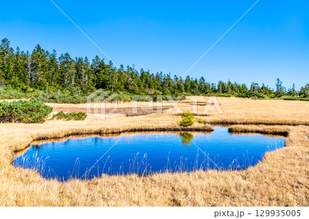 岩手・八幡平 草紅葉の黒谷地湿原 129935005
