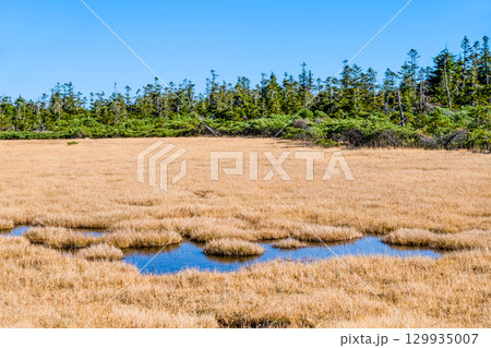 岩手・八幡平 草紅葉の黒谷地湿原 129935007