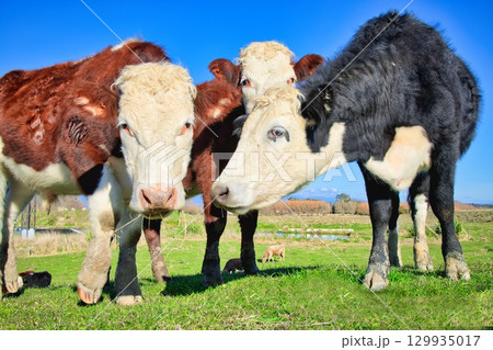 New Zealand Herford Cattle Feeding 129935017