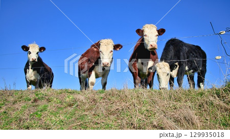 New Zealand Herford Cattle Hill Top New Zealand Herford Cattle Hill Top 129935018