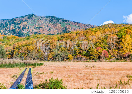岩手・八幡平 秋の御在所湿原 129935036