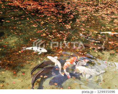 鯉のいる風景 129935096