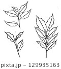 leaf pant line art. Minimalistic line drawing. leaf line art. Botanical drawing illustration by hand. 129935163