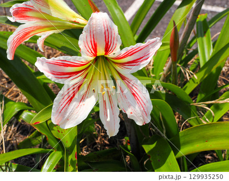 アマリリスの花 アマリリスの花 129935250