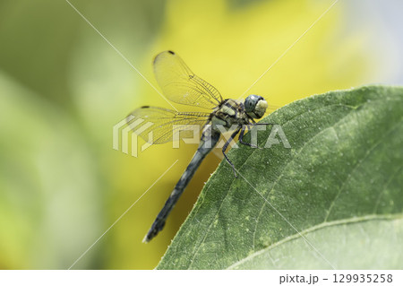 ひまわりの葉にとまるトンボ 129935258