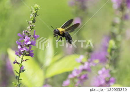 ピンクの花と集密するクマバチ 129935259