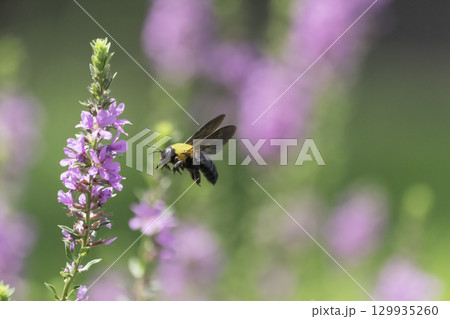 ピンクの花と集密するクマバチ ピンクの花と集密するクマバチ 129935260