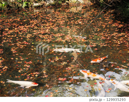 鯉のいる風景 129935293