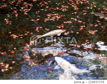 鯉のいる風景 129935376