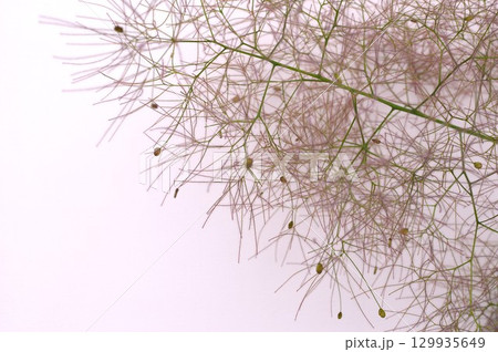 白バックにスモークツリーの花穂 129935649