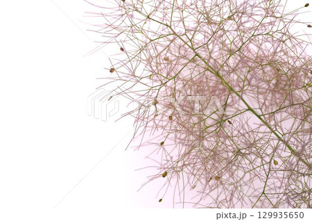 白バックにスモークツリーの花穂 129935650