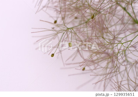 白バックにスモークツリーの花穂 129935651
