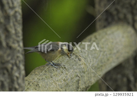 ヤマガラのひな 129935921