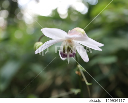 山の斜面に群生する森の妖精 レンゲショウマ 山の斜面に群生する森の妖精 レンゲショウマ 129936117