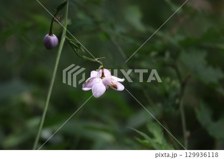 山の斜面に群生する森の妖精 レンゲショウマ 129936118