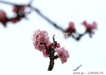春の訪れを告げる杏子の花 129936174