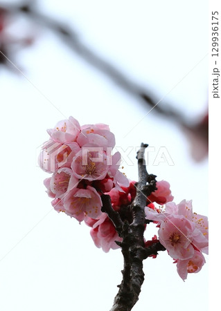 春の訪れを告げる杏子の花 129936175