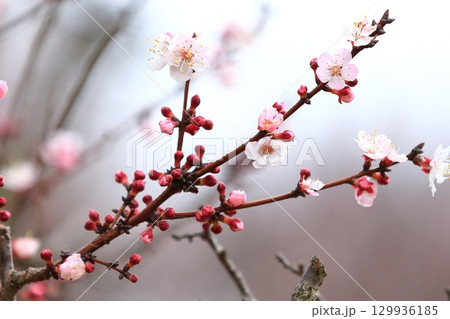 春の訪れを告げる杏子の花 129936185