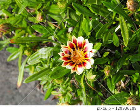 ガザニアの花 ガザニアの花 129936209