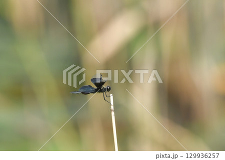 チョウトンボ チョウトンボ 129936257