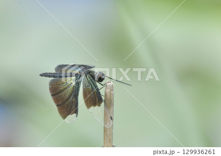 チョウトンボ 129936261