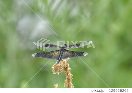 チョウトンボ 129936262