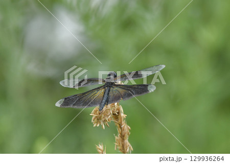 チョウトンボ チョウトンボ 129936264
