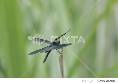 チョウトンボ 129936266
