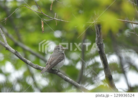 コサメビタキ 129936524