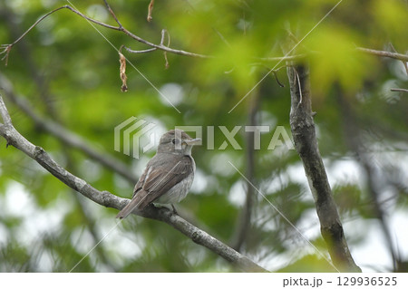 コサメビタキ 129936525