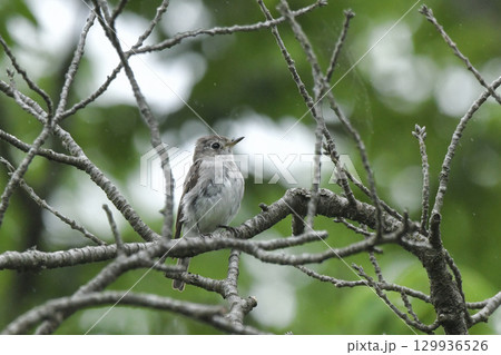 コサメビタキ コサメビタキ 129936526